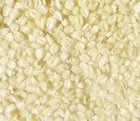 White Corn/ Maize Grade #: 1 (Non GMO)