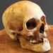 Teaching Human skull, skeleton and bones for medical study