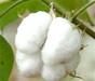 Raw cotton