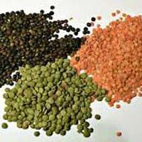 Lentils