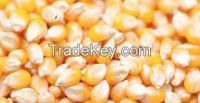 Yellow Dried Maize/Corn