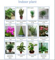 Sell all kinds of indoor plant