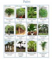 Sell all kinds of Palm