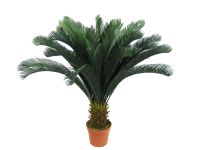Sell Cycas revoluta (Palm)