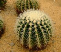 Sell Euphorbia lactea (Cactus)