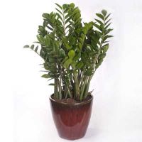 Sell Zamioculcas zamiifolia (indoor plant)