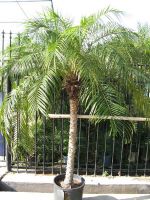 Sell Phoenix roebelenii (palm)