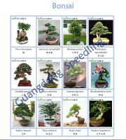 Sell all kinds of Bonsai