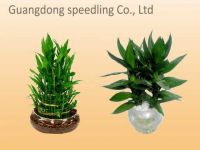 Sell high quality Lucky bamboo