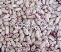 Light Speckled Kidney Beans