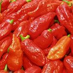 Bhut Jolokia or Naga Chilli Pepper - Fresh