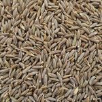 BEST RATE NEW CROP BLACK CUMIN SEED FOR SELL