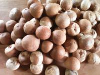 Dried Betel Nut High Quality Big size