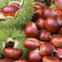 Quality Chest Nuts, Macadamia and other kinds of nuts