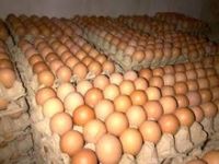 Farm Fresh Chicken Table Eggs Brown and White Shell Chicken Eggs