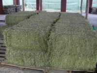 Double Pressed Alfafa Hay Bales / GRADE A Alfafa Hay / Alfalfa Hay (Single Compressed)