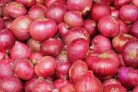 Fresh 2016 New Red and  Yellow Onion