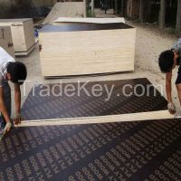 eucalyptus plywood from China top manufacture