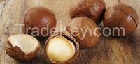 Raw Macadamia Nuts in Shell