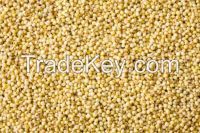 Bulk Glutinous Yellow Millet