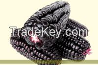 PURPLE CORN