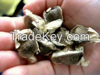 BUY MORINGA SEEDS FROM NIGERIA