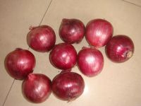 Fresh Red Onion