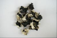 White Back Black Fungus