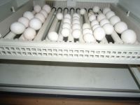 Fertile Parrot Eggs
