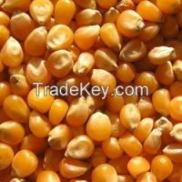 Natural Yellow Dried Maize / Corn