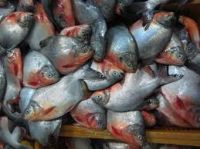 Frozen Red Pomfret/Red Pacu for sale