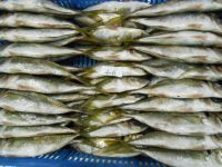 FROZEN HORSE MACKEREL WHOLE ROUND