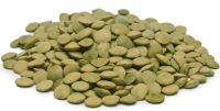 High Quality Lentils/Red Lentils/Green lentils top grade Hot Sales High quality