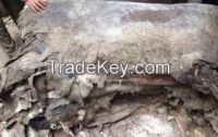 Dry Salted Pure Donkey Hides