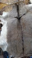 100% DRY SALTED SALTED DONKEY HIDES/AIR DRIED DONKEY HIDES