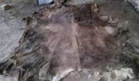 DRY/WET SALTED DONKEY HIDES