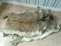 DRY SALTED AND WET SALTED DONKEY HIDES