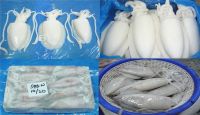 All types of seafood squid
