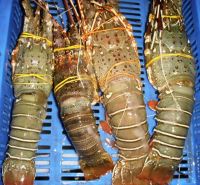 green spiny lobster//royal spiny lobster