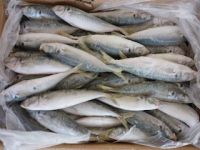 LION MACKEREL SEA FOOD AVAILABLE AT VERY GOOD PRICES .