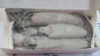 Fresh Frozen Squids - Loligo reynaudi (South African squid)