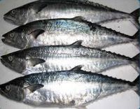 High quality Frozen King Fish - King Fish for sell - Fresh King Fish