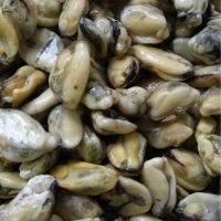 Frozen Seafood Importers Hard Clam Meat in Shellfish Highly Quality