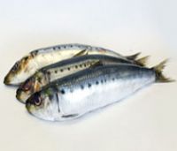 Fresh Frozen Sardine Fish by Leading Sea Food Exporter