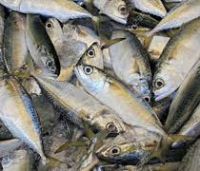 wholesale fishing frozen food horse mackerel