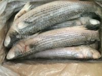 Frozen grey mullet fish