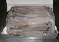 frozen whole squid(sleeve fish, loligo fish, calamari)