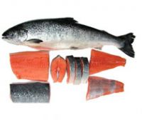 Fresh/ Frozen Salmon Fish Top Quality