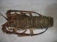 High Quality Frozen Lobster All Sizes