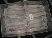 Sea Frozen Loligo Squid On Sale